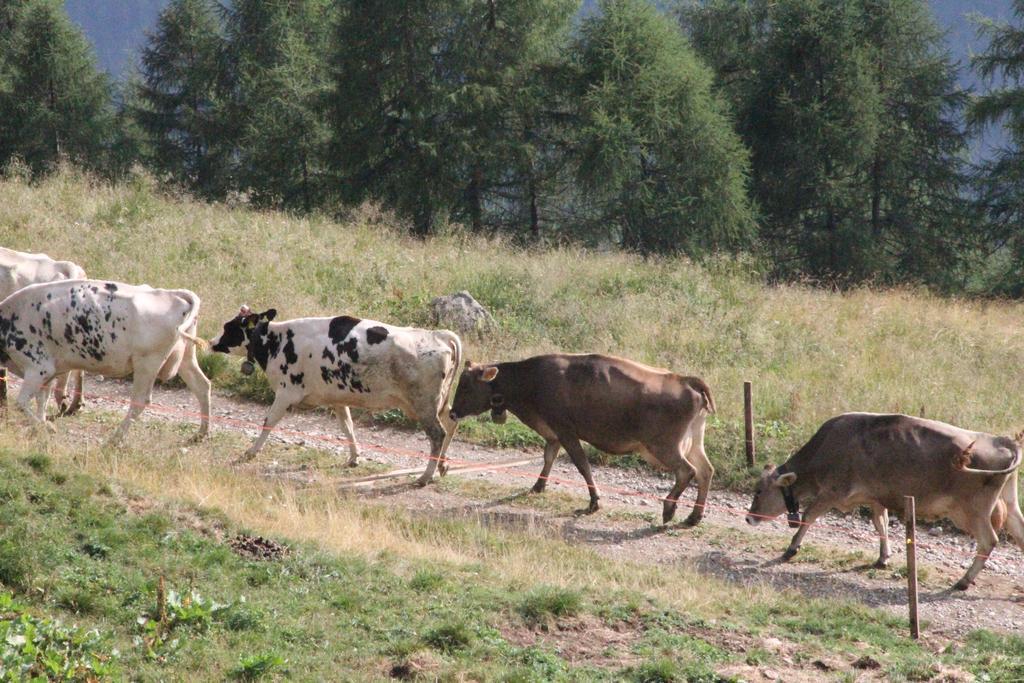 Nestalp Malga Campo Vila Peio Exterior foto
