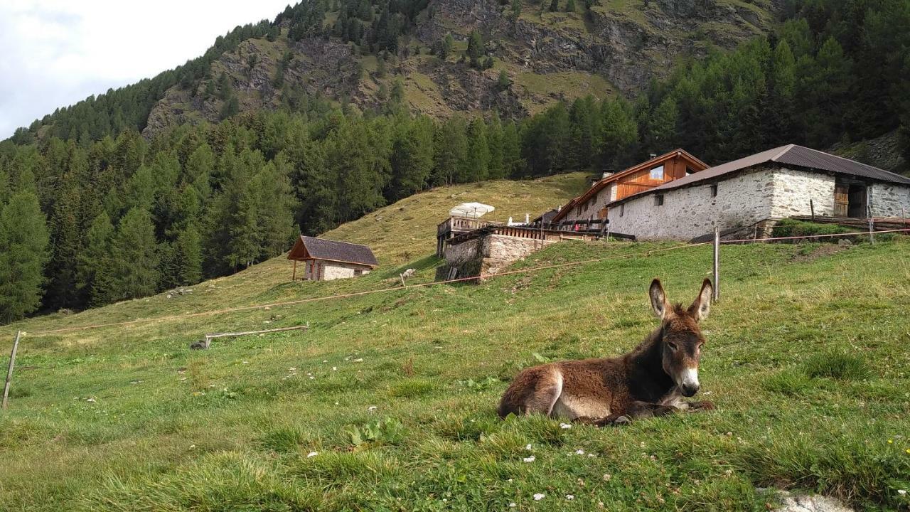 Nestalp Malga Campo Vila Peio Exterior foto