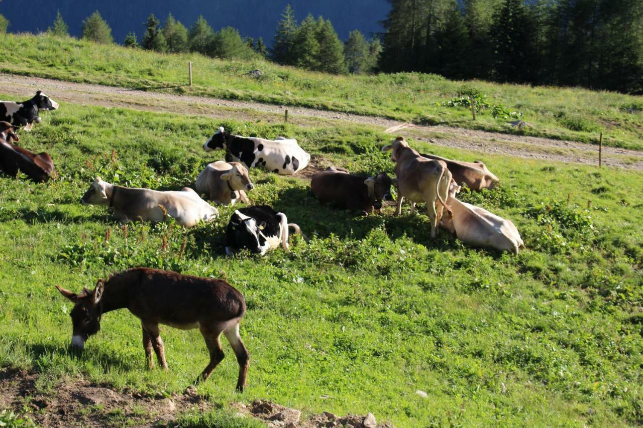 Nestalp Malga Campo Vila Peio Exterior foto